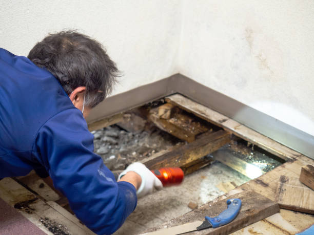 Best Industrial Mold Remediation in El Jebel, CO