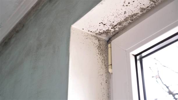 Best Attic Mold Remediation in El Jebel, CO